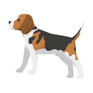 Tri Colored Side View Beagle Vector Art