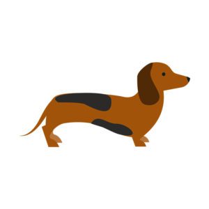 Amiable Blue and Tan Dachshund