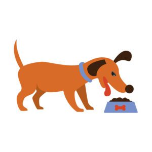 Cute Dachshund Dog Chowing Down