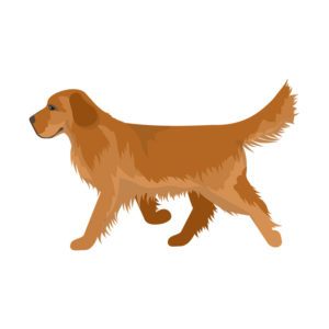 Walking Labrador Vector Design