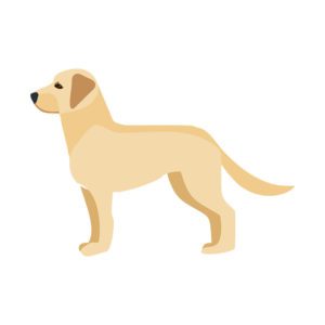 Labrador Retriever Vector  Animal Vector Design