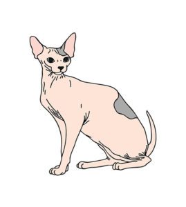 Sphynx Cat Vector