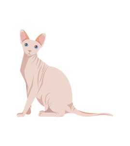 Sphynx Cat Vector Art