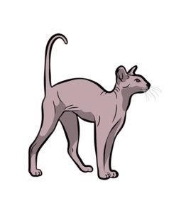 Devon Rex Vector Design