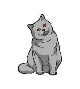 British Short hair Cat Vector  Grey Cat Vector