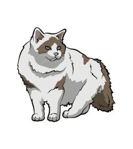 Ragamuffin Cat Vector  Walking Ragamuffin Cat  White And Brown Ragamuffin Cat Vector SVG Ragamuffin Cat Vector