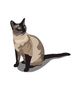Siamese Cat Vector