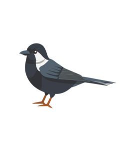 Cute Robin Bird Vector Art