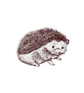Hedgehog Sketch Vector Art
