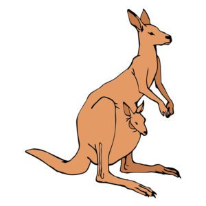Kangaroo Vector  Animal