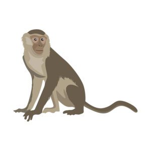 Monkey Vector Art  Animal Vector Design  Capuchin Monkey  PDF PNG Monkey
