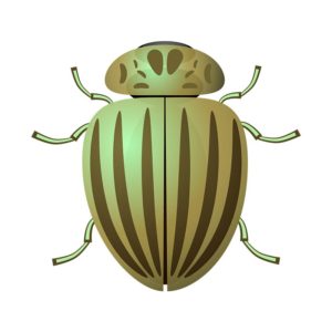 Chrysolina Perforata Vector Art