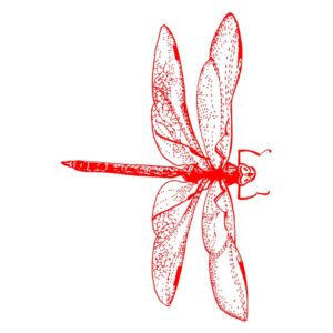 Artistic Scarlet DragonFly Vector Art