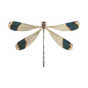 Enthralling Hairy Dragon Fly Vector Art