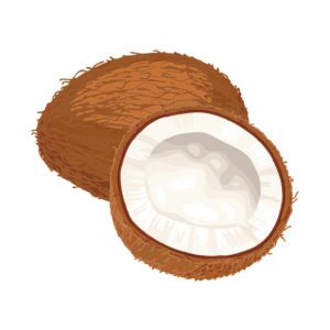 Ambrosial Copra Coconuts Vector Art