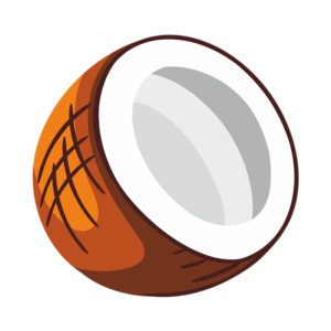 Aromatic Half Cut Copra Coconut Vector Art