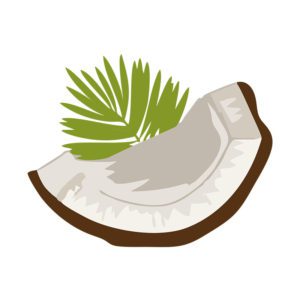 ORGANIC COPRA COCONUT PIECE AND LEAVES VECTOR ART
