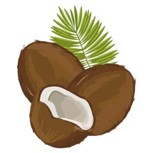 OLD BROWN COCOCNUTS WITH LEAVES VECTOR ART