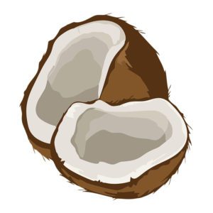 MOUTH-WATERING HALF CUT COCONUT COPRA VECTOR ART