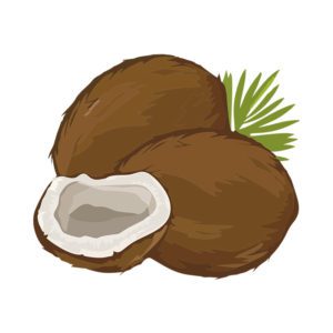 FLAVORSOME OLD BROWN COCONUTS WITH LEAVES VECTOR ART