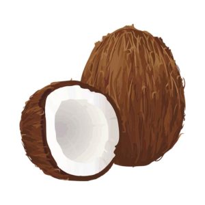 PALATABLE OLD BROWN COPRA COCONUT VECTOR ART
