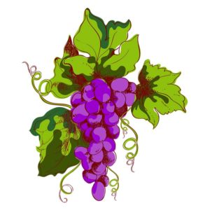 FRESH AND NUTRITIOUS GRAPES VECTOR ART