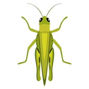 LARGE GREEN GRASSHOPPER INSECT VECTOR ART