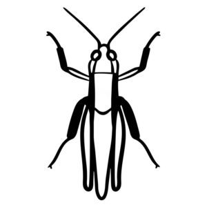 PLAID WING GRASSHOPPER INSECT VECTOR ART