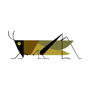AMERICAN BIRD GRASSHOPPER INSECT VECTOR ART