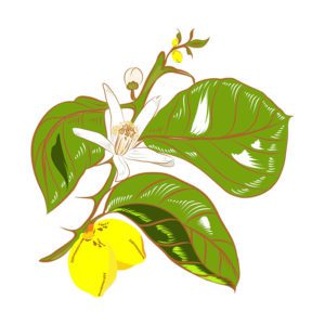 EVERGREEN LEMON FLOWERED ART