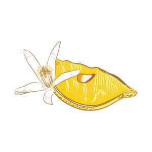 JUICY LEMON SLICED WITH FLOWER VECTOR ART