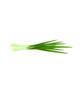 Green Onion Vector Art