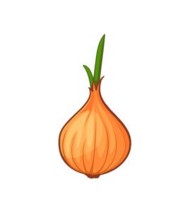 Onion Vector