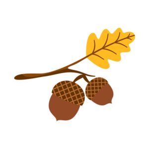 Autumn Acorn and Leaf Vector Art
