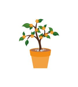 Elegant Flower Plant Garden Pot Planters Vector Art