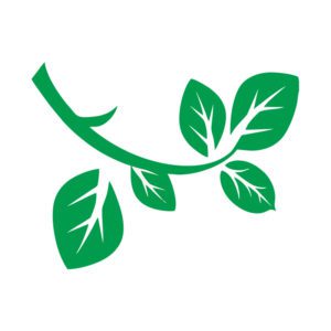 Box Elder Leaf Tree Branch Vector Art