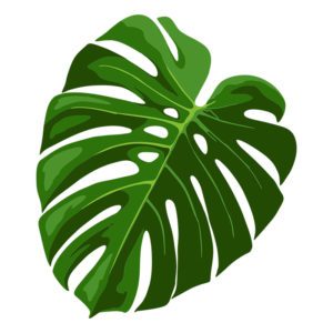 Aromatic Swiss Cheese Plant Leaf Vector Art