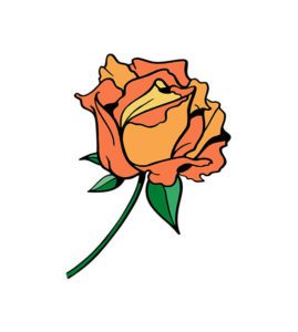 peach rose vector