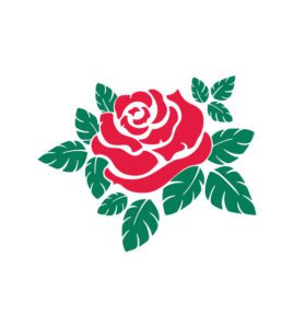 rose and leaves vector