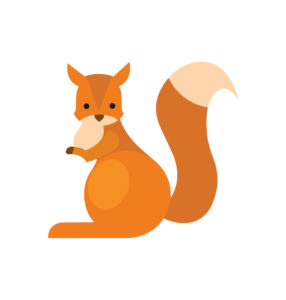 American red squirrel