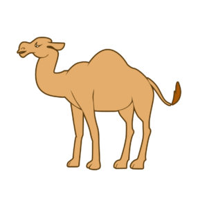 Camel Illustrations