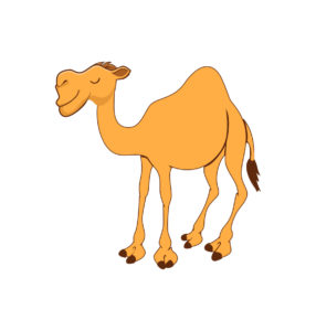 Desert Camel