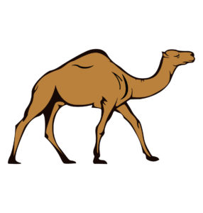 Walking Desert Camel