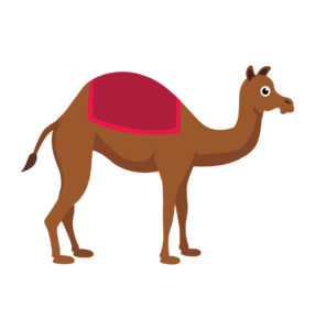 arabian camel