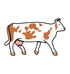 australian female cow vector