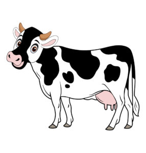 black white cow