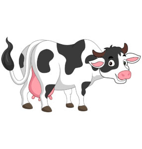 black white female cow