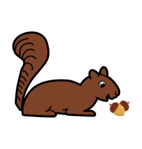 brown squirrel