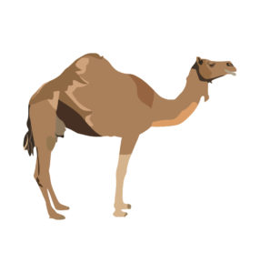 camel design