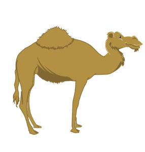 camel vector art design